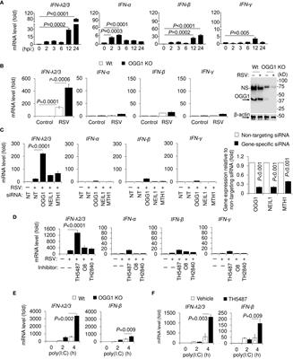 Epigenetic control of type III interferon expression by 8-oxoguanine and its reader 8-oxoguanine DNA glycosylase1